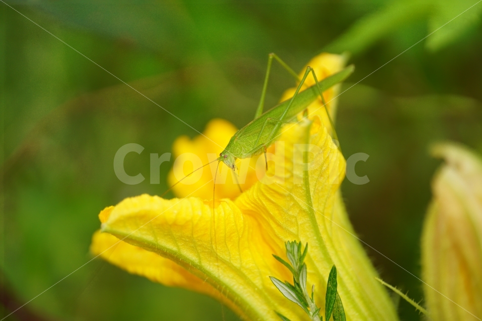 호박꽃,수꽃,노랑꽃,노란꽃,플라워,자연,Pumpkin,Squash,flower,nature,yellow,식물,plant,plants,곤충,벌레,메뚜기,방아깨비,여치,insect,animal,동물,감성,감성사진,힐링,힐링사진,스냅,스냅사진,스넵,스넵사진,snap,snapshot,노랑색,노란색,그린,녹색,연두색,green,접사,macro,화단,꽃밭,밭,9월,September,가을,가을꽃,계절,autumn,fall,season,풍경,landscape,한국의자연,한국자연,korea,식물,자연,plants,nature,꽃,flower,동물,animal,곤충,벌레,insect,bug