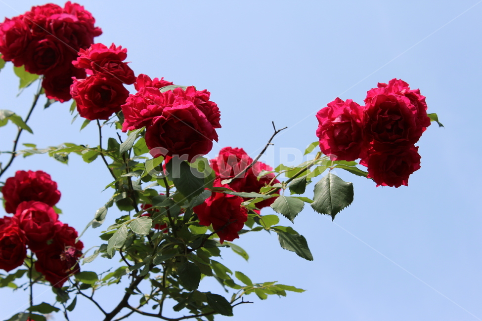 꽃,장미,여름,봄,아름다움,자연,식물,식물,자연,plants,nature,꽃,flower