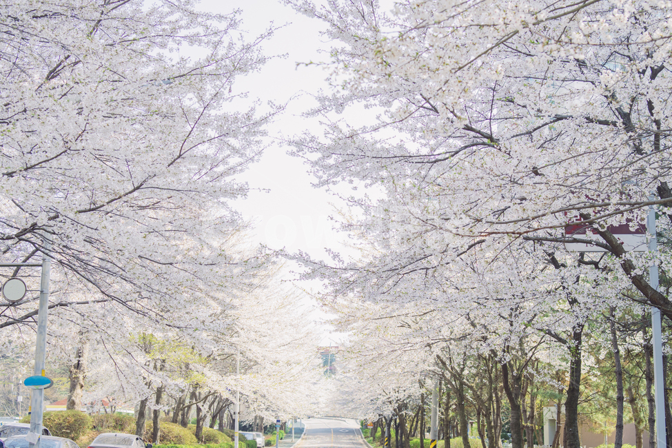 벚꽃,봄,꽃,풍경사진,감성사진,길,감성,휴식,힐링,cherryblossom,spring,landscape,flower,emotional,emotion,봄,계절,spring,season,자연,풍경,nature,landscape,휴식,힐링,rest,relaxation,healing,plant,식물