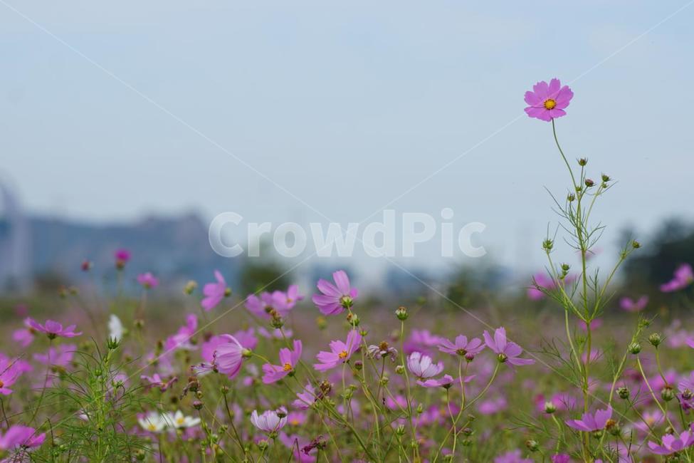가을,코스모스,꽃,식물,자연,계절,붉은색,핑크,순수,감성,cosmos,red,pink,fall,nature,autumn,green,white,하늘,sky,가을,계절,fall,autumn,season,식물,자연,plants,nature,꽃,flower,blossom,geranium,제라늄,plant,field,들