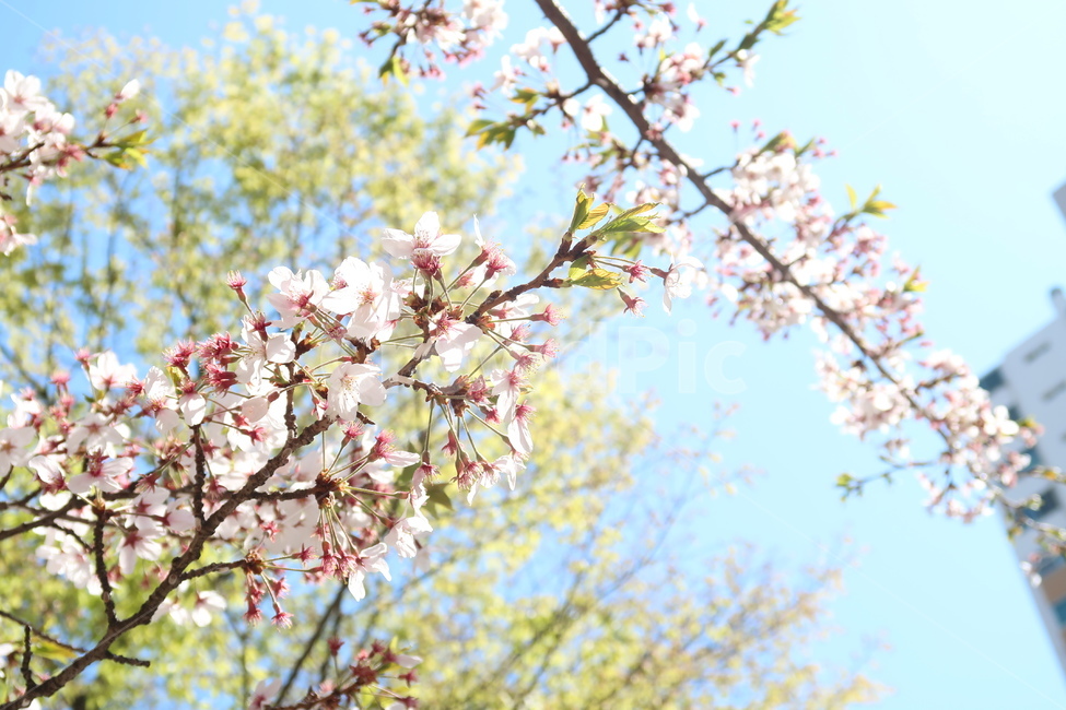 식물,plant,flower,꽃,벚꽃,식물,자연,plants,nature,꽃,flower