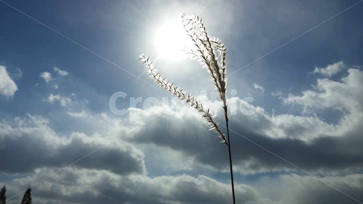 억새,가을,태양,불개,하늘,빛,sky,식물,자연,plants,nature