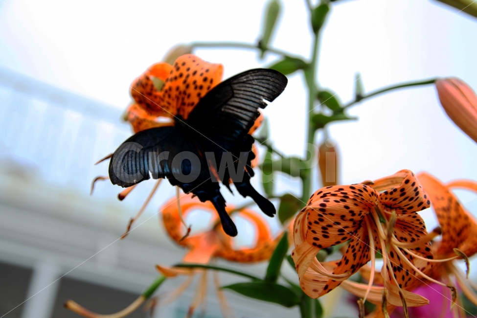 호랑나비나리,봄,먹이,공생,꽃,식물,자연,plants,nature,동물,animal,곤충,벌레,insect,bug,꽃,flower
