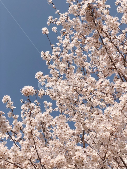 벚꽃,벚꽃나무,봄,봄꽃,감성사진,spring,하늘