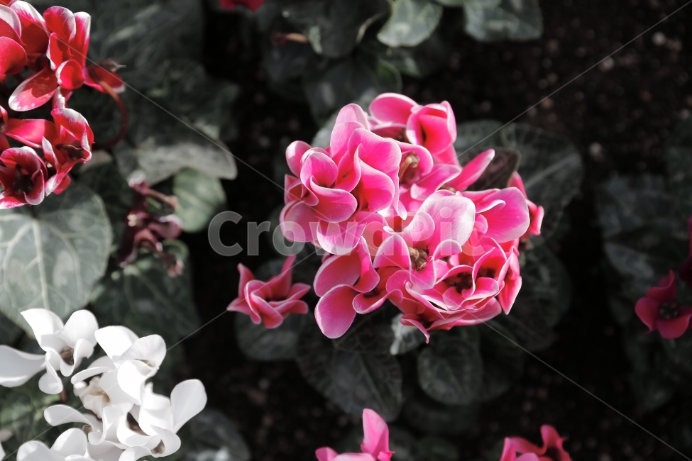 필름,필름사진,풍경,경치,꽃,landscape,flower,감성,감성사진,느낌,식물,자연,plants,nature,꽃,flower