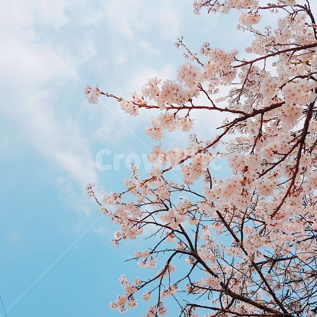 하늘,봄,벚꽃,분홍,청량