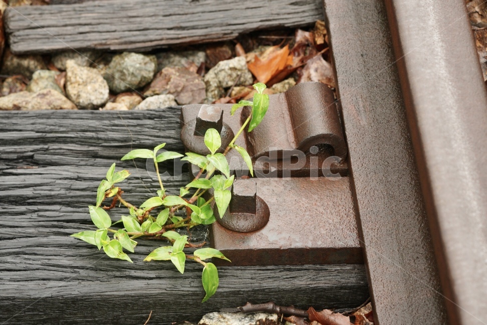 철로,풀,생명력,기차,강하다,여름,train,rail