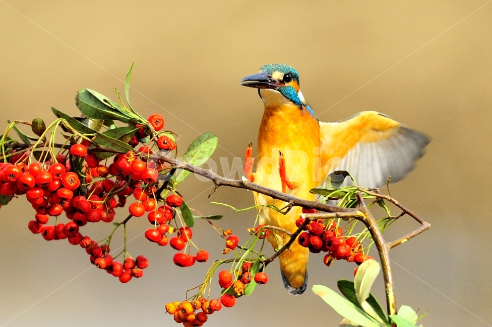 Water Gunses Winter,private door,The photo world of indigo stone,kingfisher,stone