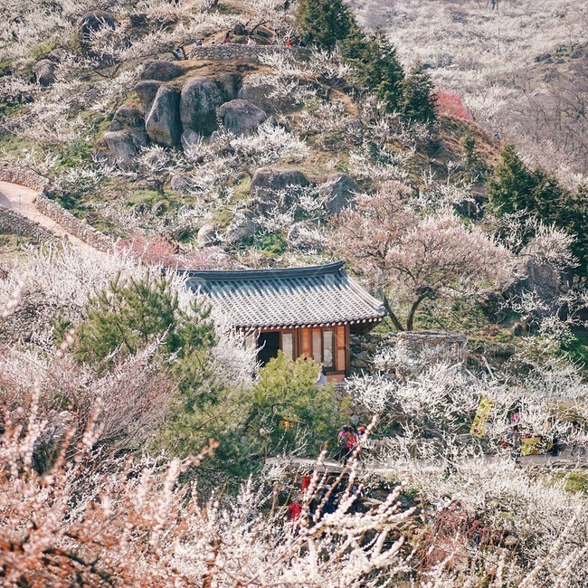 매화,매화나무,한옥,광양매화축제,봄,봄,계절,spring,season,자연,풍경,nature,landscape,한국자연풍경,한국자연경관,korea nature landscape,한국전통,한국문화,korean traditional,korean culture,감성,sensible,feeling,outdoors,옥외,building,건물