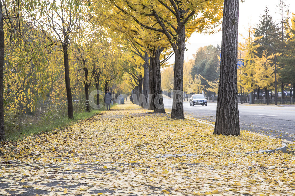 가을,낙엽,가로수,은행나무,감성,가을,계절,fall,autumn,season,식물,자연,plants,nature,나무,trees,wood,tree,plant,tree trunk,나무 줄기