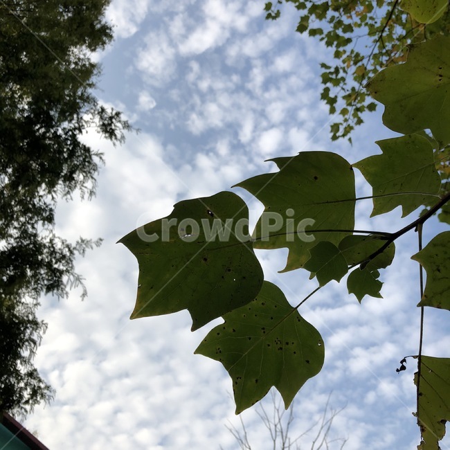 하늘,구름,나무,초록,자연,하늘색,sky,sora,cloud,kumo,tree,ki,green,midori,nature,skyblue,sorairo,식물,자연,plants,nature