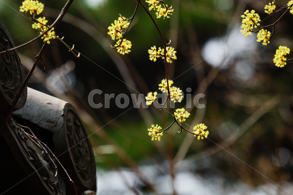 산수유,봄꽃,한국자연,꽃,꽃사진,플라워,flower,봄,spring,식물,plants,자연,nature,풍경,landscape,계절,season,snap,스냅,접사,macro,closeup,클로즈업,감성사진,감성,힐링,healing,느낌,feel,feeling,꽃밭,화단,나무,나뭇가지,tree,꽃봉오리,4월,April,한옥,봄,계절,spring,season,식물,자연,plants,nature,꽃,flower,plant