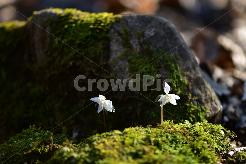 너도바람꽃,야생화,봄,꽃,풀꽃,자연,식물,식생,감성,힐링,plants,nature,spring,season,flower,emotion,feeling,흰색,초본,너도바람꽃속