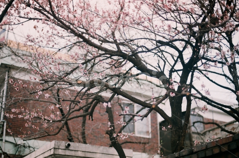 벚꽃,꽃,봄,사쿠라,필름사진,감성사진,필름,spring,봄꽃