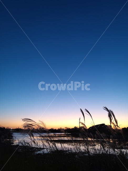 석양,호수,갈대,가을,하늘,자연,풍경,nature,landscape,grass,잔디,plant,식물,lawn,reed