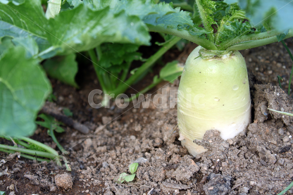 무,무우밭,무우재배,채소,농작물,산업,industry,industrial,농업,농사,agriculture,farming,farming industry