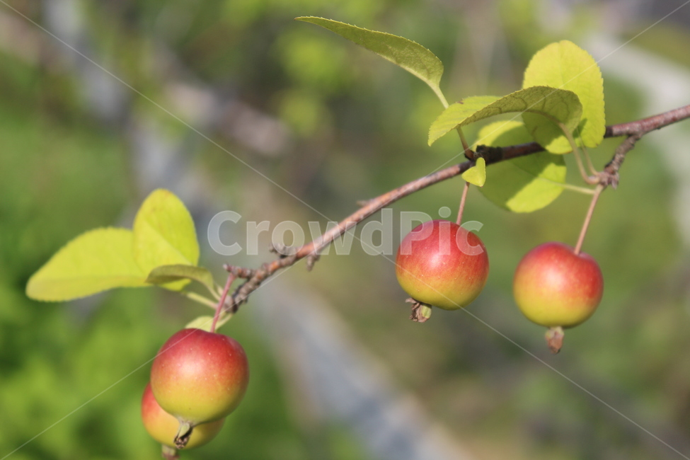 빨간색,빨간사과,작은열매,red,가을,과일,열매,fruit