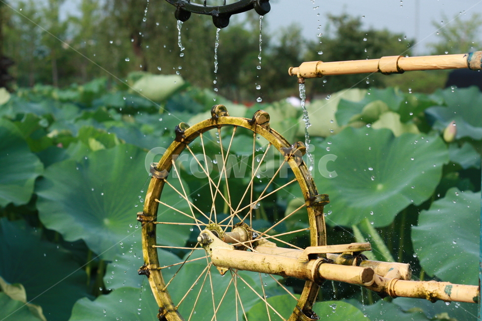 연꽃,lotus,white,garden,plant,식물,flower,꽃,blossom,theme,park,green,spring,summer,warm,fresh,natural,nature,wheel,bicycle,water,drop,식물,자연,plants,nature