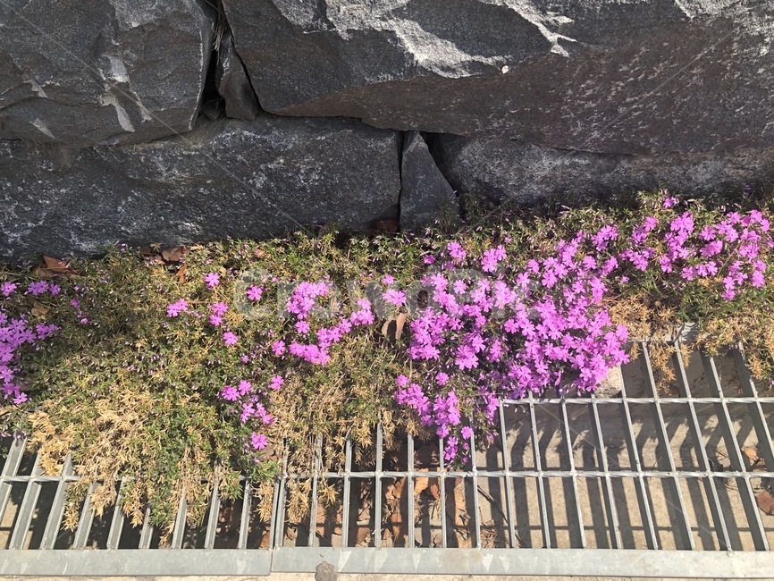 꽃,자연,flower,봄,spring