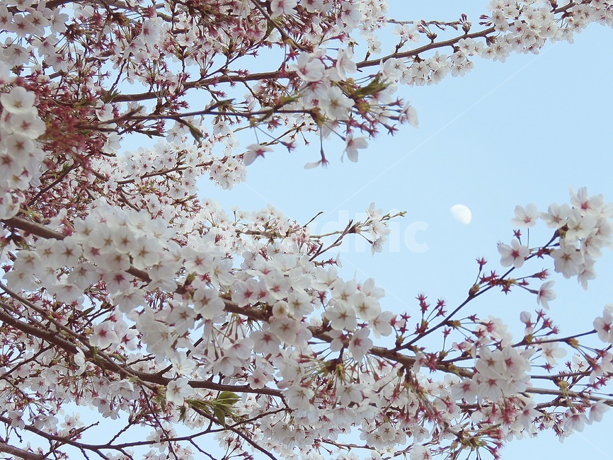 벚꽃,꽃,낮달,moon,봄,달,flower,풍경,자연,plant,식물,나무,아름다움,예쁜,cherryblossom,blossom