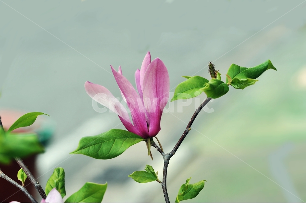 목련,자목련,나무연꽃,봄꽃,紫木蓮,은혜,존경,신치,방목,목필,보춘화,봄,계절,spring,season,식물,자연,plants,nature,꽃,flower,plant