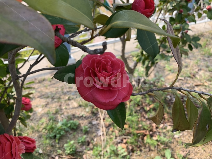 봄꽃,꽃,봄,자연,동백꽃,식물,자연,plants,nature,꽃,flower