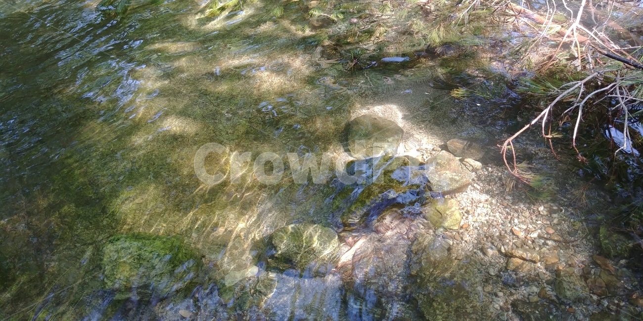 계곡,여름,시원함,물,식물,성주,summer,water,tree,이끼