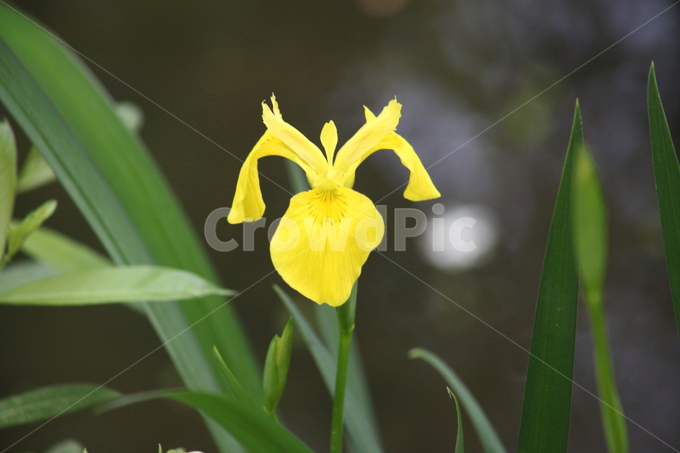 노랑꽃창포,창포,봄,붓꽃,yellowflagiris
