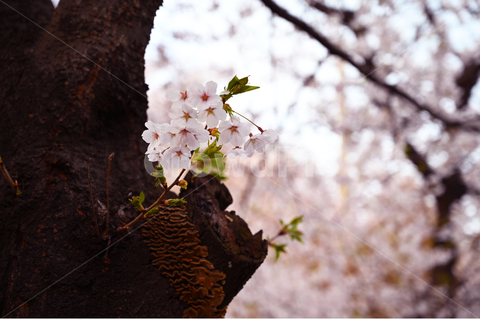 벚꽃,나무,꽃,flower,cherryblossoms