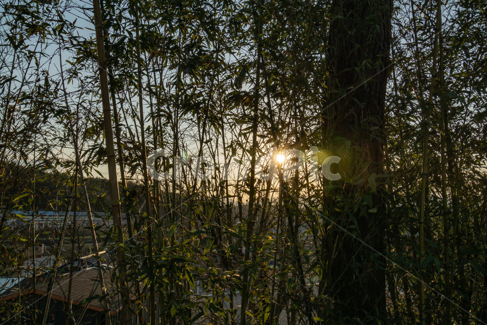 노을,일몰,나무,풍경,감성,하늘,자연,풍경,nature,landscape,flare,플레어,light,빛