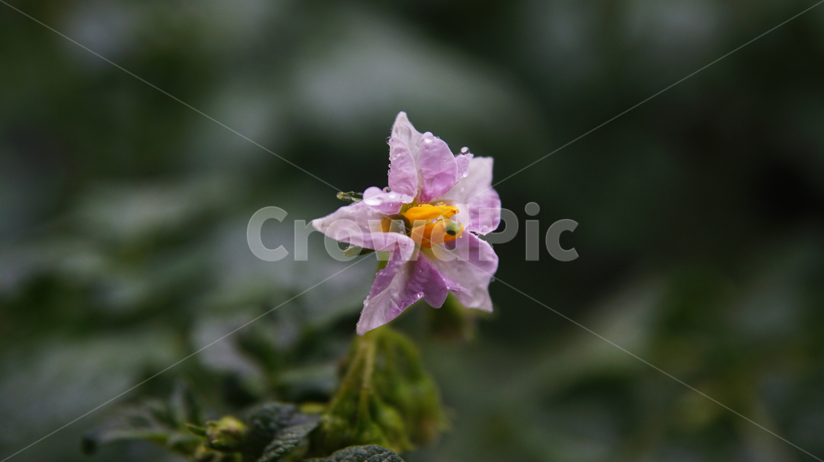 감자꽃,꽃,식물,flower,potatoflower,식물,자연,plants,nature,꽃,flower