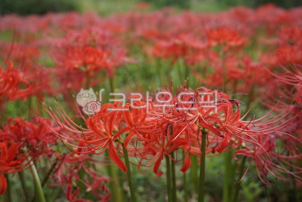 상사화,붉은상사화,꽃무릇,꽃,flower,redflower,blossom