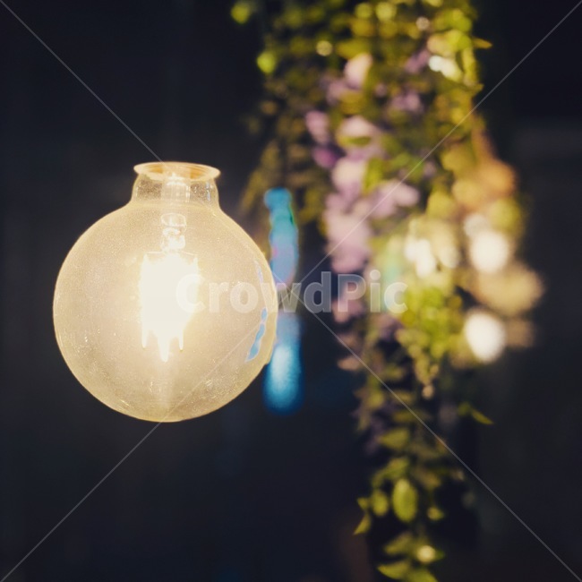 전구,데코레이션,분위기,빛,식물,꽃