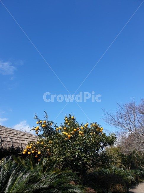제주도,귤나무,귤,오렌지,나무,하늘,구름,자연,풍경,nature,landscape,outdoors,옥외