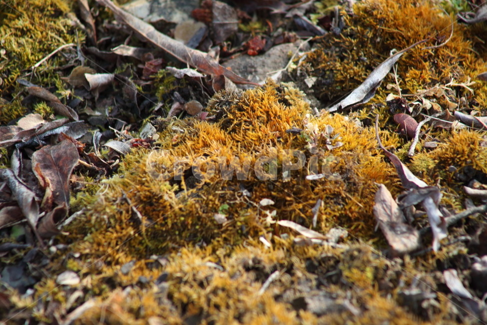 이끼,식물,선태식물,포자,moss,식물,자연,plants,nature