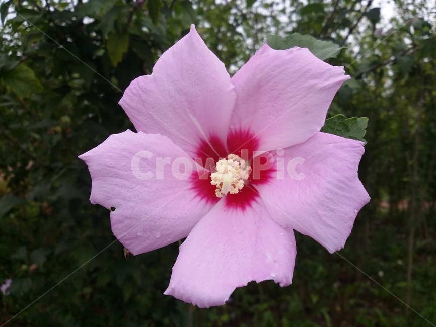 무궁화,무궁화꽃,plant,식물,flower,꽃,식물,자연,plants,nature,꽃,flower