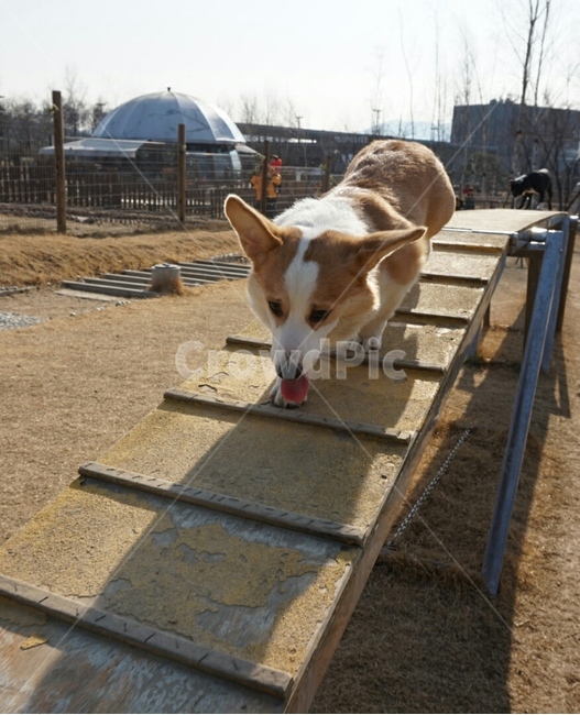 medium sized dog,Welsh Corgi,puppy,Agility,training,dog