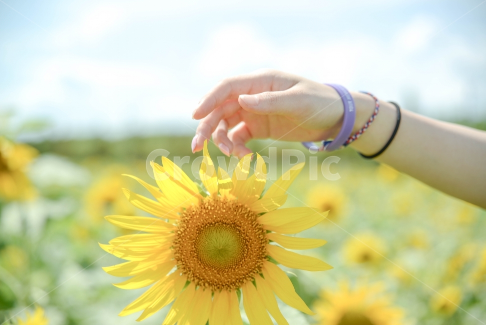 해바라기,꽃,자연,감성,풍경,식물,자연,plants,nature,꽃,flower,사람,인물,인간,human,person,신체일부,몸,body,감성,sensible,feeling