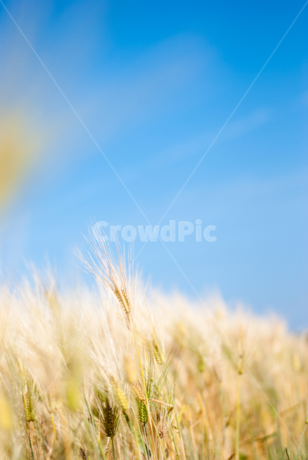 보리밭,청보리,하늘,sky,보리,자연,풍경,nature,landscape,plant,식물