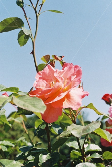 장미,rose,꽃,덩쿨,하늘,자연,여름,사랑,보케,식물,자연,plants,nature,꽃,flower