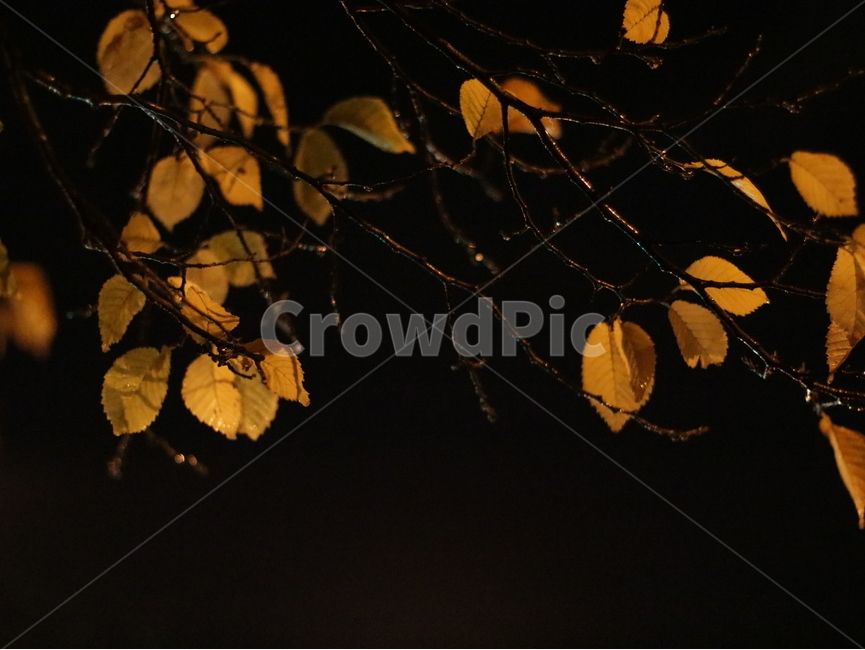 가을,낙엽,밤,나뭇잎,leaf,fall,balck,yellow,color,쓸쓸함,lonely,외로움
