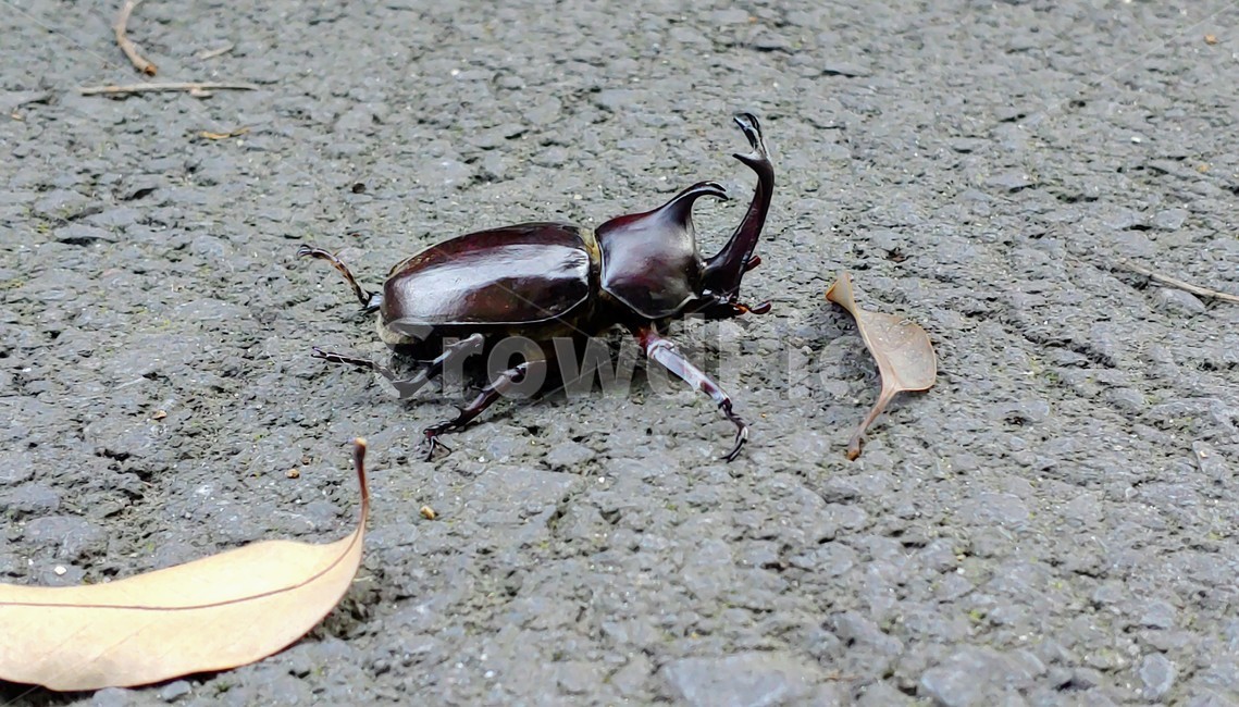 장수풍뎅이,장수풍뎅이수컷,큰뿔장수풍뎅이,trypoxylusdichotomus,koreanrhinocerosbeetle,코뿔소벌레,투구벌레