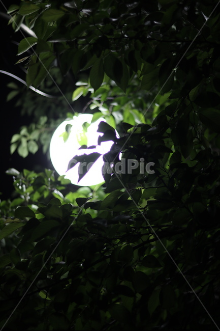 가로등,나무,빛,야경,따스함,야경,밤,풍경,nightscape,night,landscape,식물,자연,plants,nature