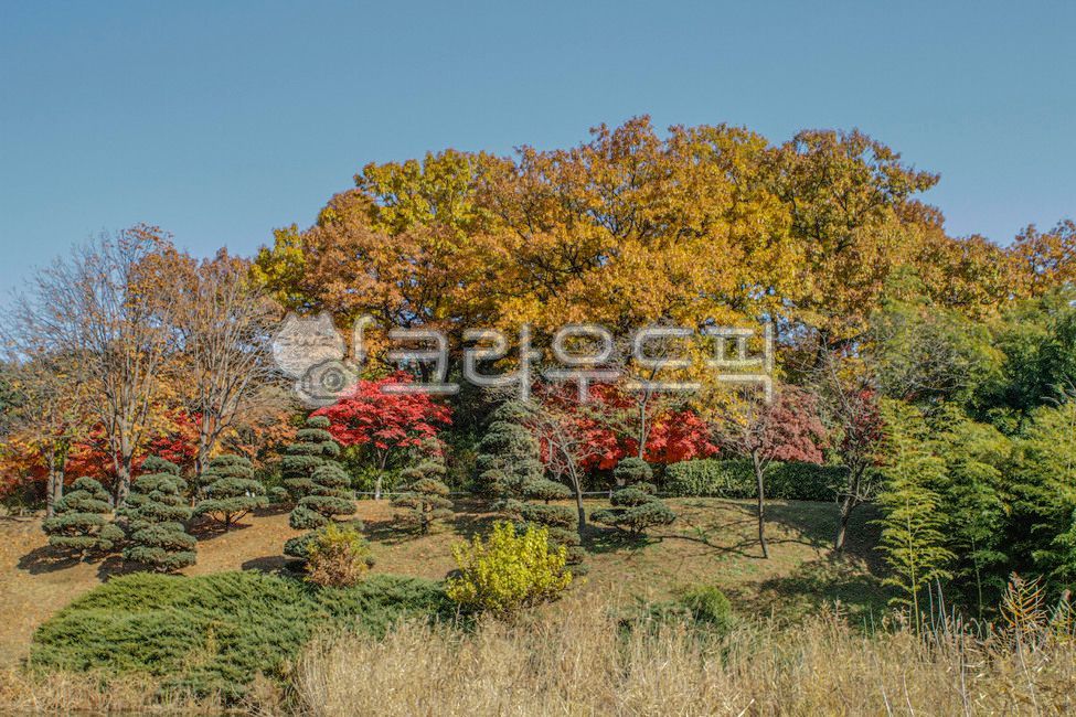 올림픽공원,산책,산책로,서울,송파구,방이동,도시,공원,테마공원,나무,식물,단풍,자연,tree,plant,maple,nature,가을,계절,fall,autumn,season