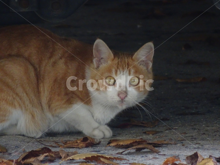 고양이,길고양이,야옹이,애완동물,길냥이,동물,animal,포유류,mammal,고양이,cat,kitten,kitty