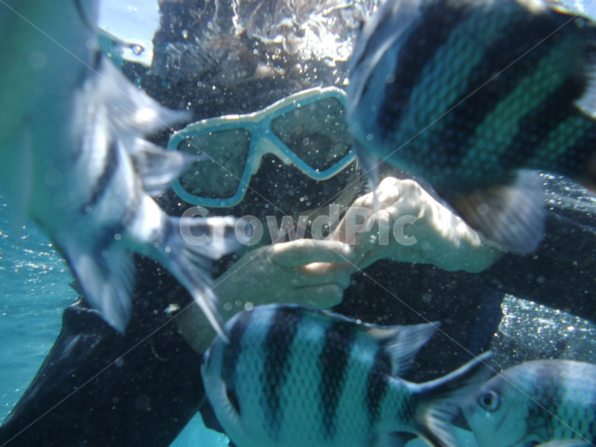 스노쿨링,바다,스노우쿨링,물고기,바다속,바다속풍경,동물,animal,어류,물고기,fish,사람,인물,인간,human,person,신체일부,몸,body