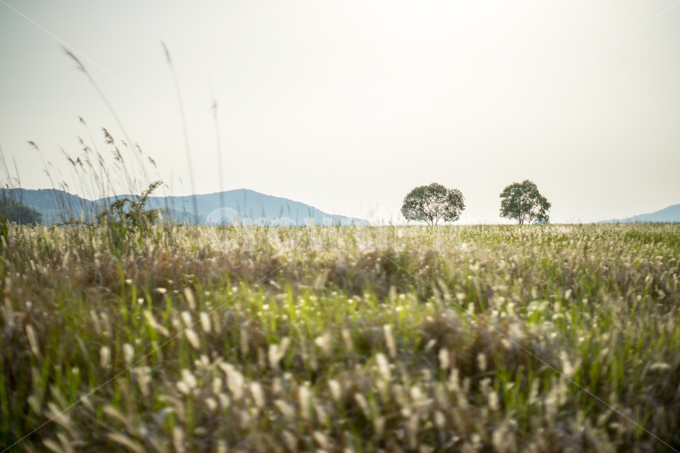 우음도,나무,억새,편안한느낌,flamegrass,자연,풍경,nature,landscape,field,들,grassland,목초지,outdoors,옥외,farm,농장,rural,농촌