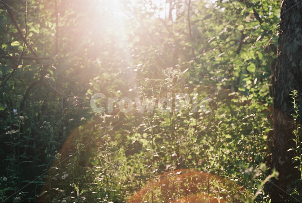 플레어,flare,햇빛,sunshine,나무,숲,forest,식물,자연,plants,nature,휴식,힐링,rest,relaxation,healing