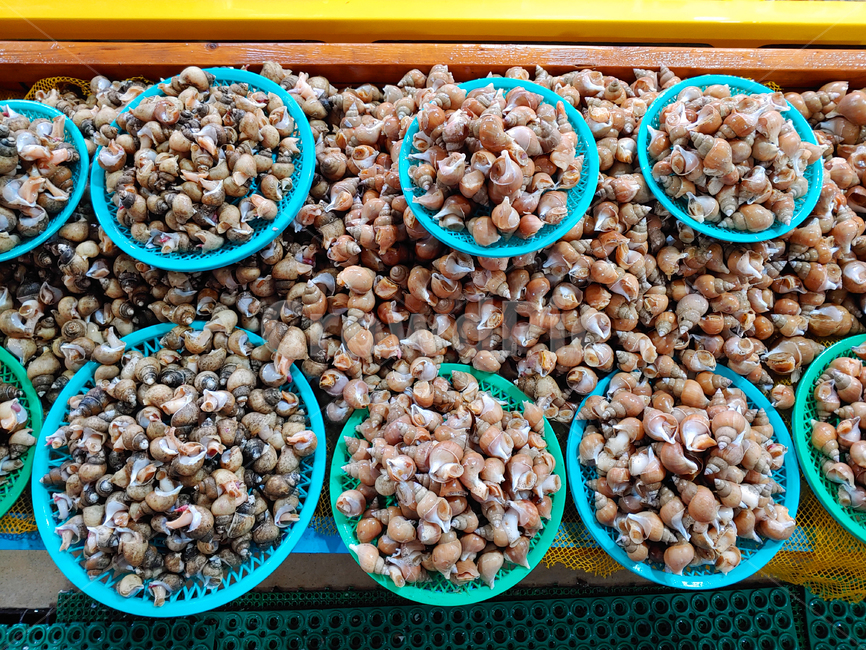 해산물,해물,패류,백골뱅이,참골뱅이,백고동,바다생물,seafood,food,식재료,음식,푸드,식자재,배경,바탕,백그라운드,어시장,생물,수산시장,시장,마트,마켓,market,mart,market place