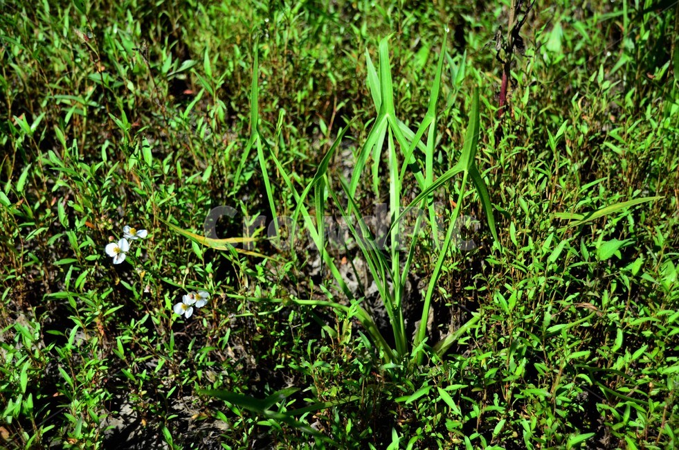 보풀,택삿과,여러해살이풀,야생화,습지식물,식물,자연,plants,nature,꽃,flower